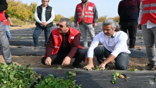 Malatyada çilek yetiştiriciliğinde hibe destekli proje başladı