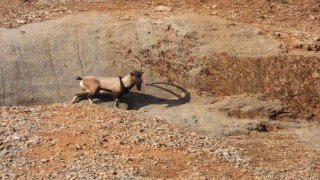 Malatyada dağ keçileri görüntülendi
