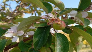 Malatyada elma ağacı çiçek açıp meyve verdi