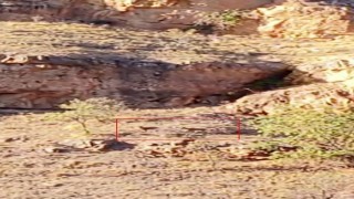 Malatyada sürü halindeki yaban keçileri görüntülendi