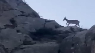 Malatyada yaban keçileri görüntülendi