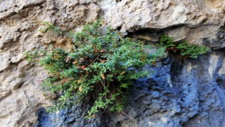 Malatyaya özgü endemik bitki, sarı kantarondan daha etkili bulundu