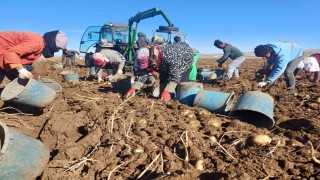 Malazgirtte ilk defa ekilen patates umut oldu