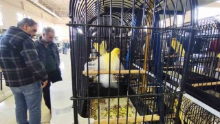 Manisada 3 bin kanarya yarıştı