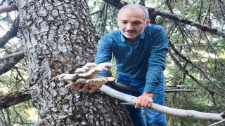 Mantar avcılarının ağaç tepelerinde tehlikeli avı