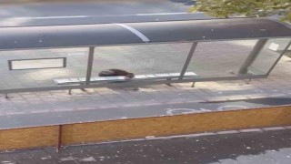 Mardinde duyarlı vatandaş, yolcular üşümesin diye durağın oturma yerlerini halıyla kapladı