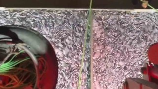 Marmarada bereketli av: Bin kasa hamsi, bin kasa sardalya avlandı