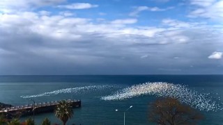 Martıların deniz üstündeki dansı izleyenleri hayran bıraktı