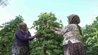 Mersinde atalık tohumlar gelecek nesillere aktarılıyor