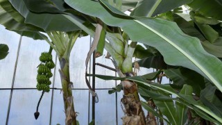 Mersinde ilginç hırsızlık: Hırsızlar muz ve avokado hasadı yaptı