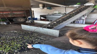 Minikler zeytinin ağaçtan sofraya uzanan serüvenini uygulamalı öğrendi