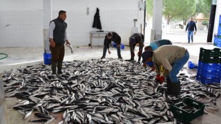 Muğla Su Ürünlerinde Türkiye Üretiminin Yüzde 27’sini Karşılıyor