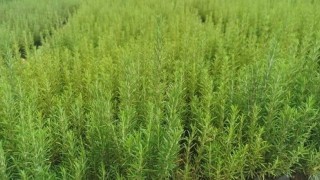 Muğlada atıl araziler biberiye ile canlanıyor