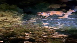 Muğlada piyasa değeri 4 milyon TL olan uyuşturucu ele geçirildi