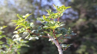 Muğlada sakız üretimi güçleniyor, bin 500 aşılı fidan üreticiyle buluşuyor