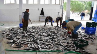 Muğladan 10 ayda 618 milyon dolar balık ihracatı