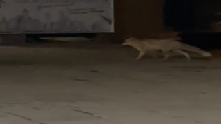 Muşta aç kalan tilki şehir merkezine indi