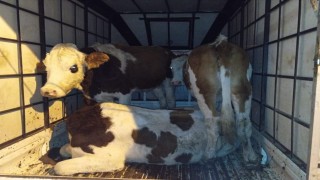 Muşta çalınan büyükbaş hayvanlar jandarma kontrolüne takıldı