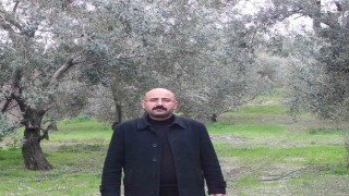 Mutda bu yıl 120 bin ton zeytin rekoltesi bekleniyor