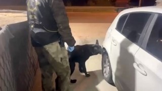 Narkotik köpeği Tony bagajdaki uyuşturucuyu buldu