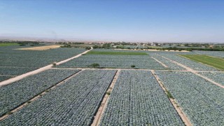 Niğdede lahana tarlalarında pestisit denetimi yapıldı