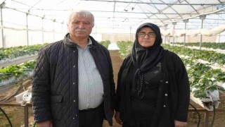 Niğdede topraksız tarım yöntemiyle çilek üretimi kadın emeğiyle büyüyor