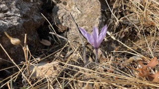 Ölbe Vadisinde sonbaharda nadir çiğdemler görüntülendi