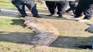 Oltaya takılan 50 kiloluk dev balık şaşırttı
