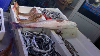 Oltayla yakalanan deniz levreği 9 bin liraya satıldı