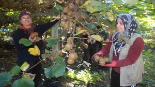 Ordu kivisinde rekolte hedefi 6 bin 200 ton: Ekonomiye katkısı yaklaşık 500 milyon TL