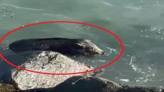 Orduda denizde yaban domuzu görüntülendi