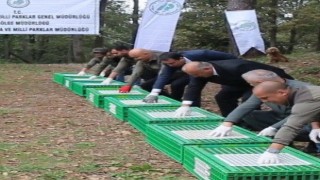 Orduda doğaya 200 sülün salındı