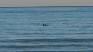 Orduda Yunus şöleni: Balık avı kameralara yansıdı