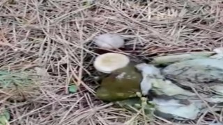 Ormanlık alanda çöp yığınları