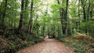 Ormanya sonbahar renkleriyle ziyaretçilerini ağırlıyor
