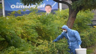 Osmangazide kemirgenlere karşı ilaçlama çalışması başlatıldı