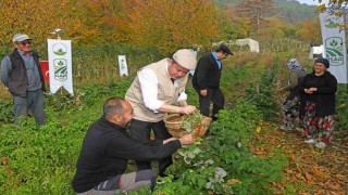 Osmangazide Üzümsü Meyvelerde Organik Tarım Seferberliği