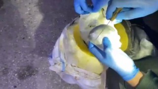 Osmaniyede bal kabağından uyuşturucu çıktı