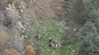 Osmaniyede kaybolan 15 koyun dron ile bulundu