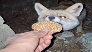 Osmaniye’de Meraklı Tilki Bayram Kömbesini Geri Çevirmedi