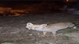 Osmaniyede meraklı tilki, Osmaniye kömbesini geri çevirmedi