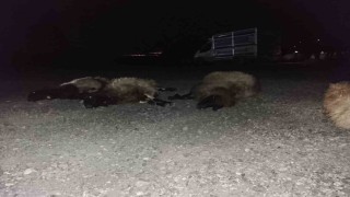 Otomobil sürüye çarptı, 8 koyun telef oldu