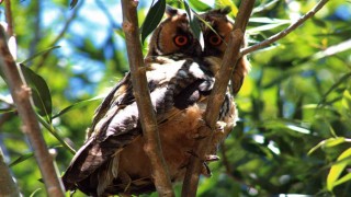 Özalpte kulaklı orman baykuşu görüntülendi
