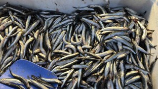 Palamut Gürcistana kaçınca tezgahlar hamsiyle doldu