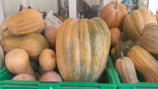 Paluda ata tohumu kabaklar 35 kiloya ulaştı
