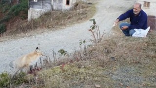 Pimbilona Yaylasında sıra dışı dostluk