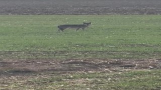 Popülasyonu artan kurtlar köylere indi