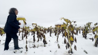 Profesörden karlı bir ayçiçeği tarlasında şaşırtan performans