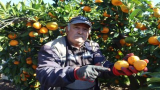Rekolte arttı, Satsuma mandalinası pazarda yerini aldı