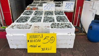 Rizede hamsinin fiyatı sevenlerinin yüzünü güldürüyor